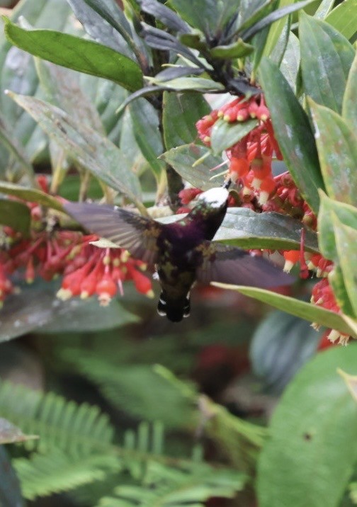 Snowcap - ML644785679