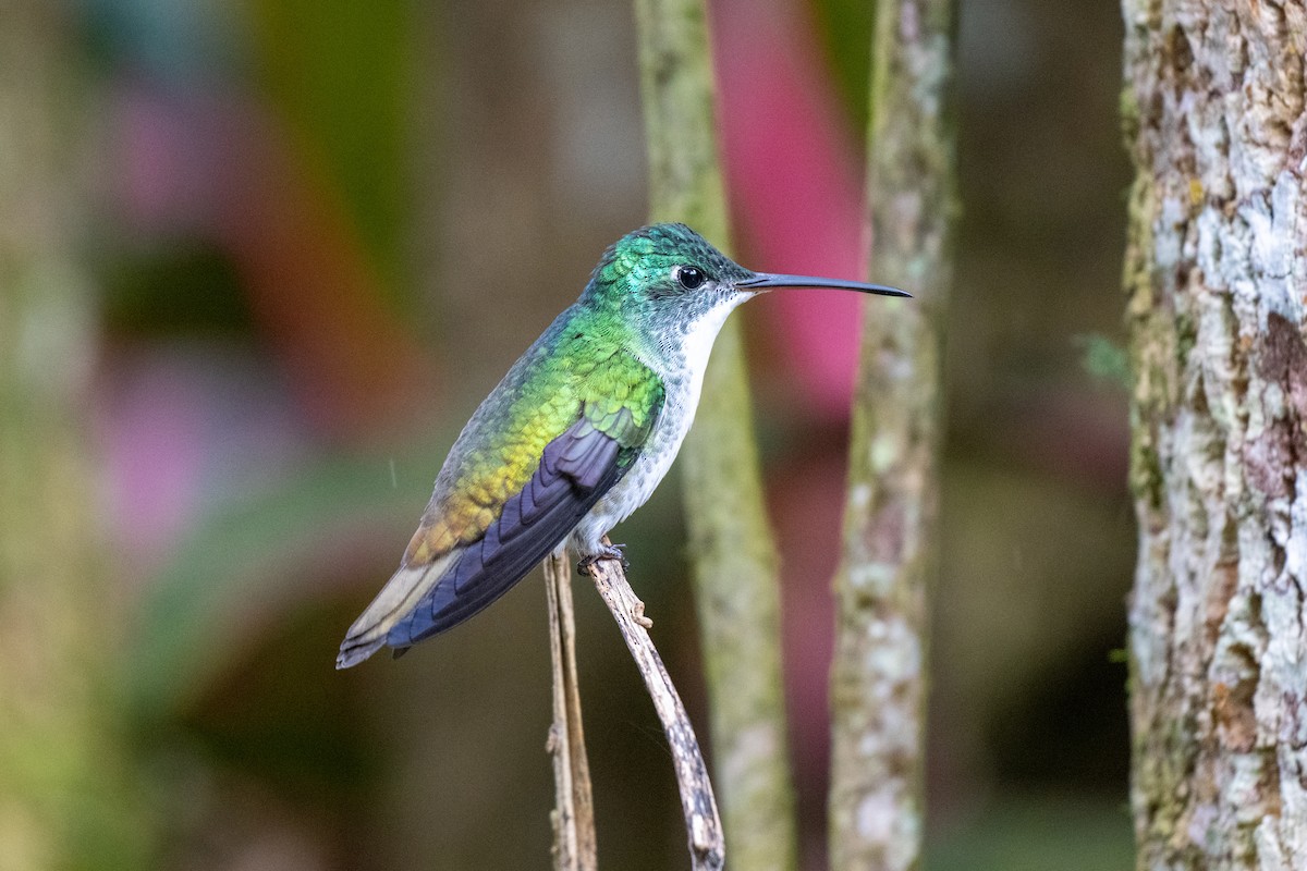 Andean Emerald - ML644785681