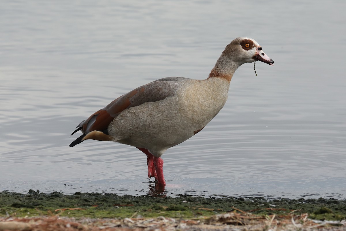 Egyptian Goose - ML644785682