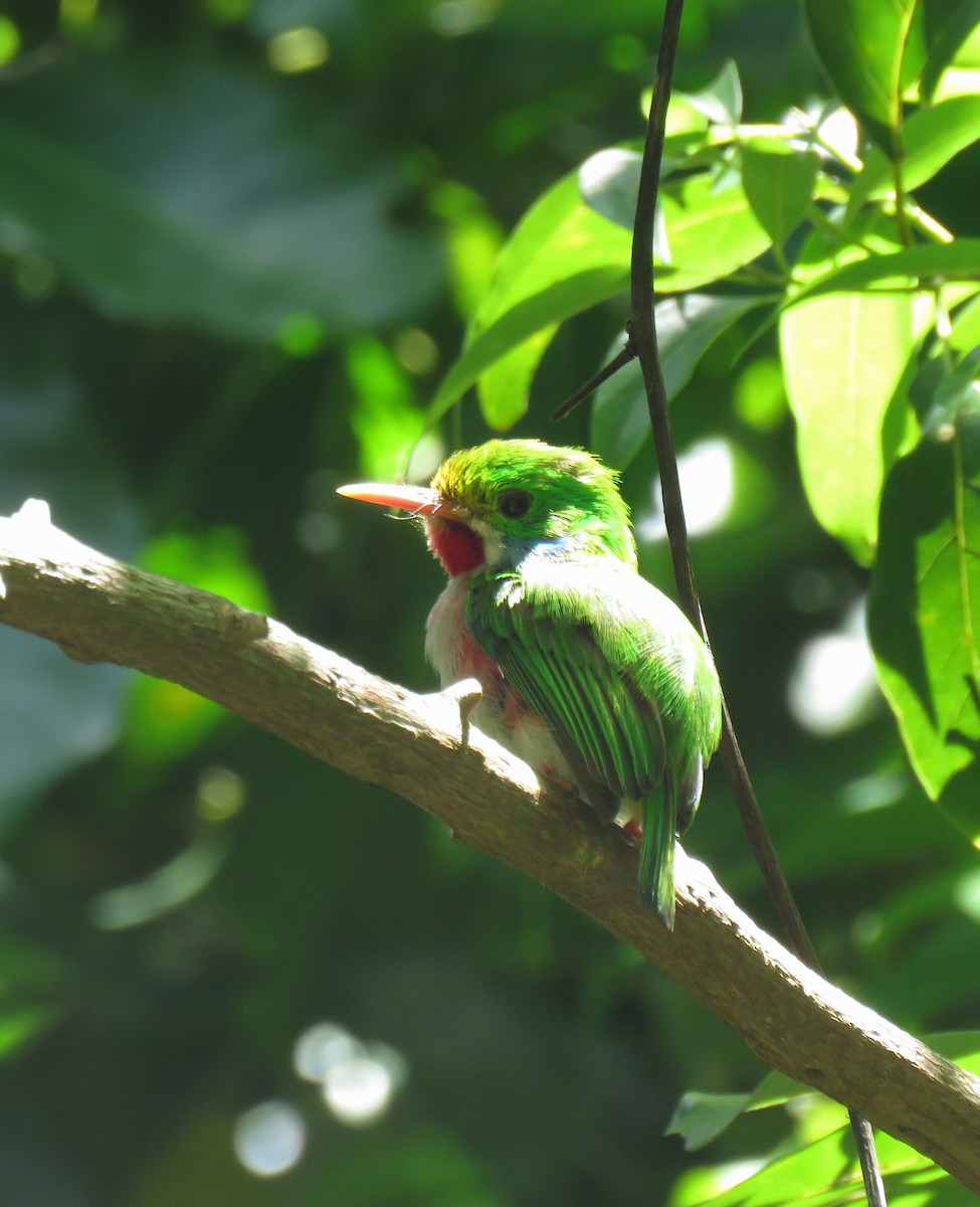 kubatodi - ML644785683