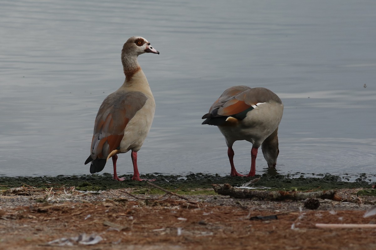 Egyptian Goose - ML644785684