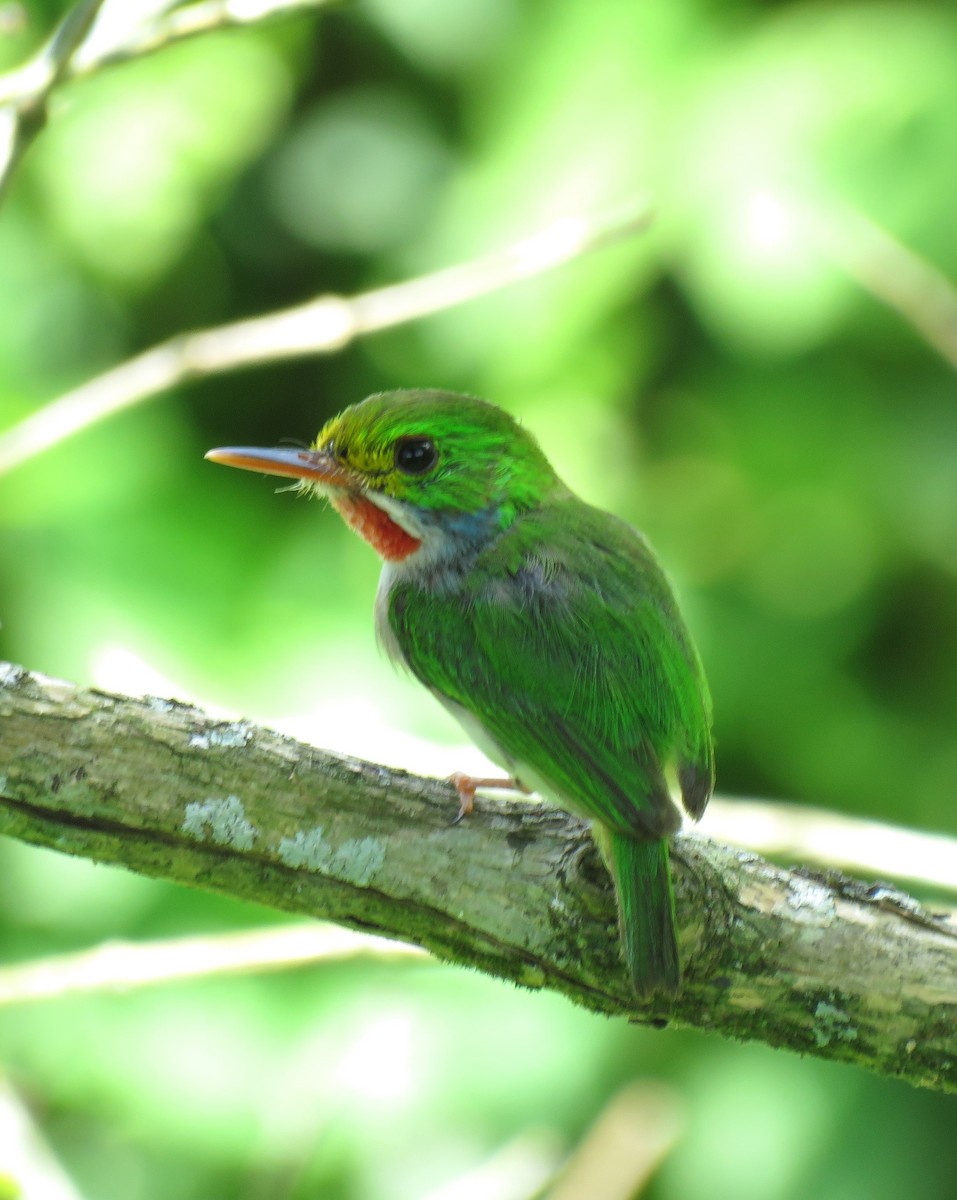 kubatodi - ML644785685