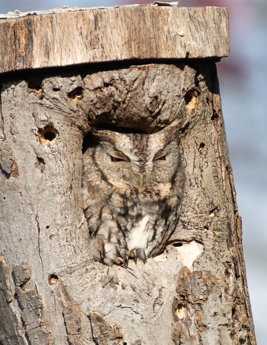 Eastern Screech-Owl - ML644785686