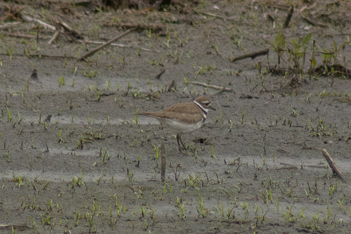 Killdeer - ML644785688