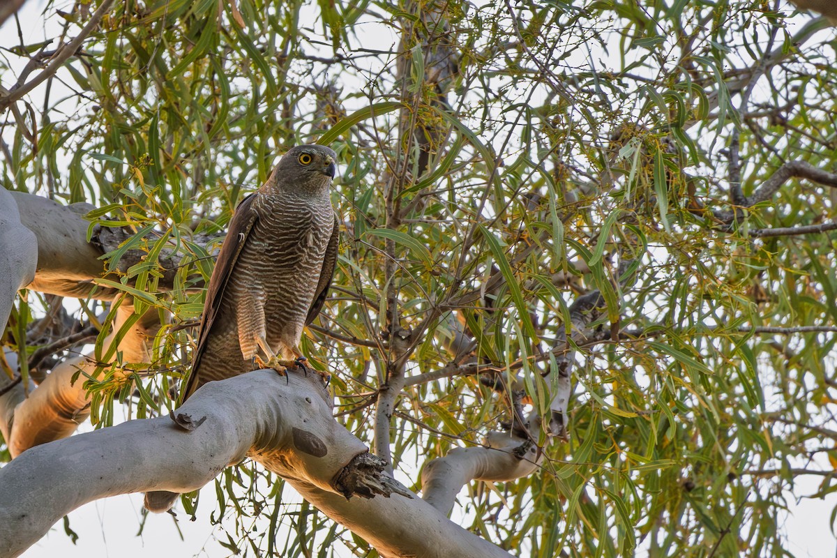 bendelhauk - ML644785689