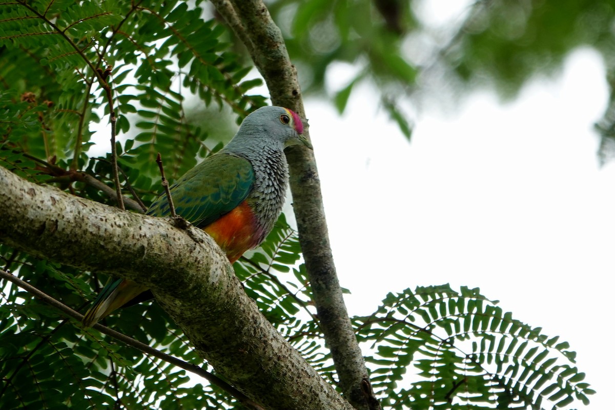 Rose-crowned Fruit-Dove - ML644785690