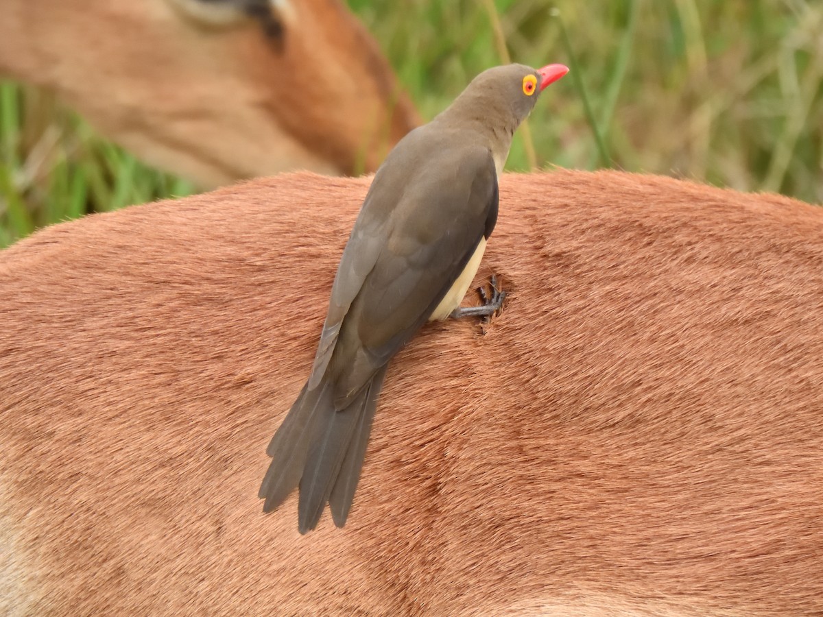 rødnebboksehakker - ML644785691