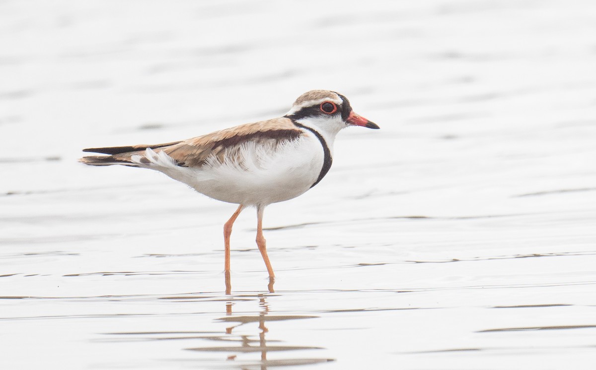 Black-fronted Dotterel - ML644785692