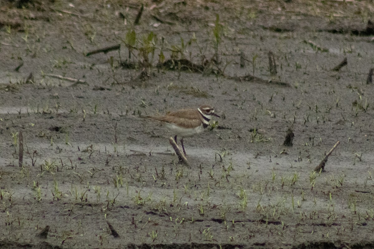 Killdeer - ML644785693