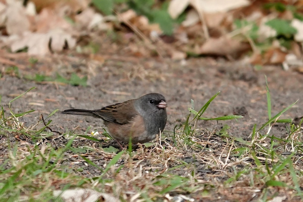 Dark-eyed Junco (Pink-sided) - ML644785694
