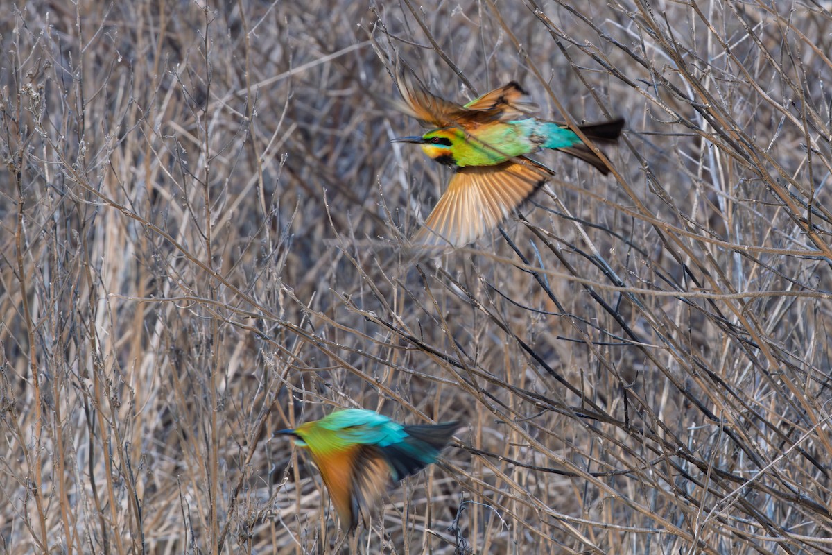 vlha duhová - ML644785696