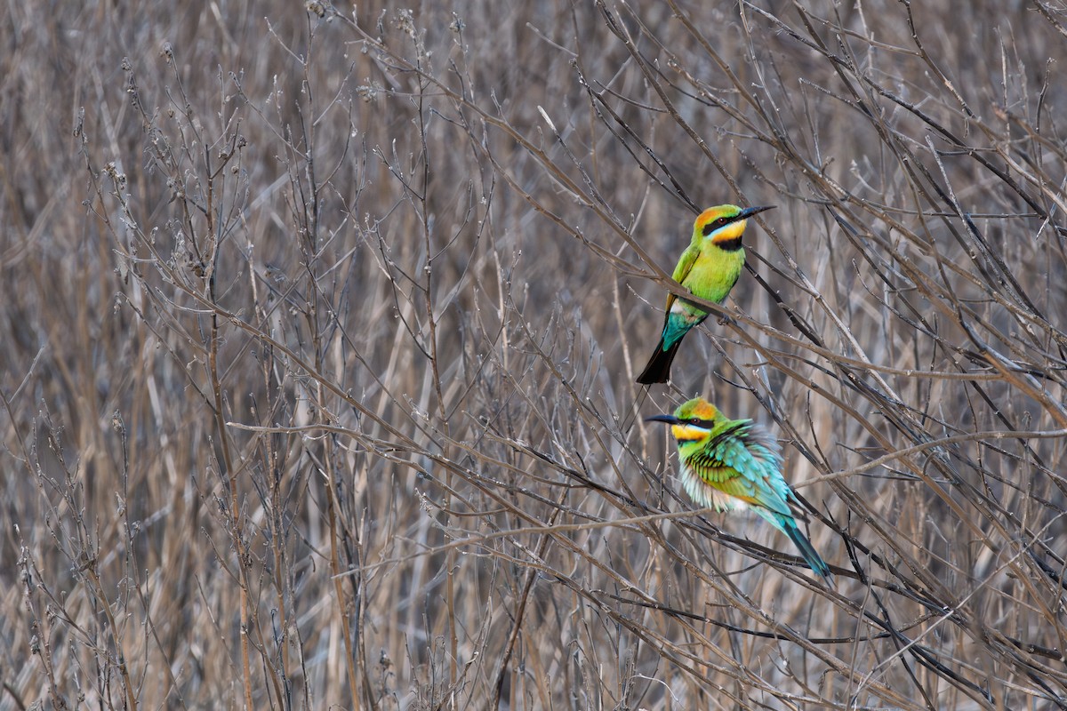 Rainbow Bee-eater - ML644785697