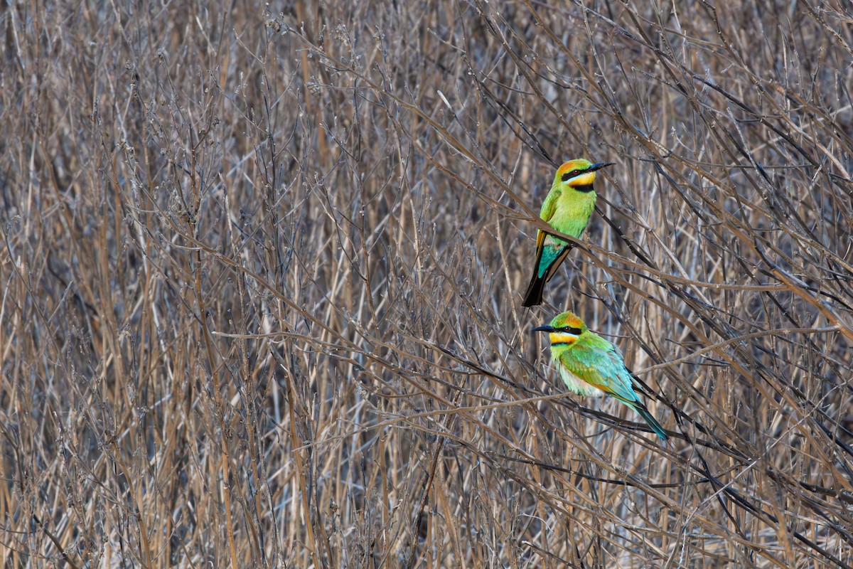 vlha duhová - ML644785698