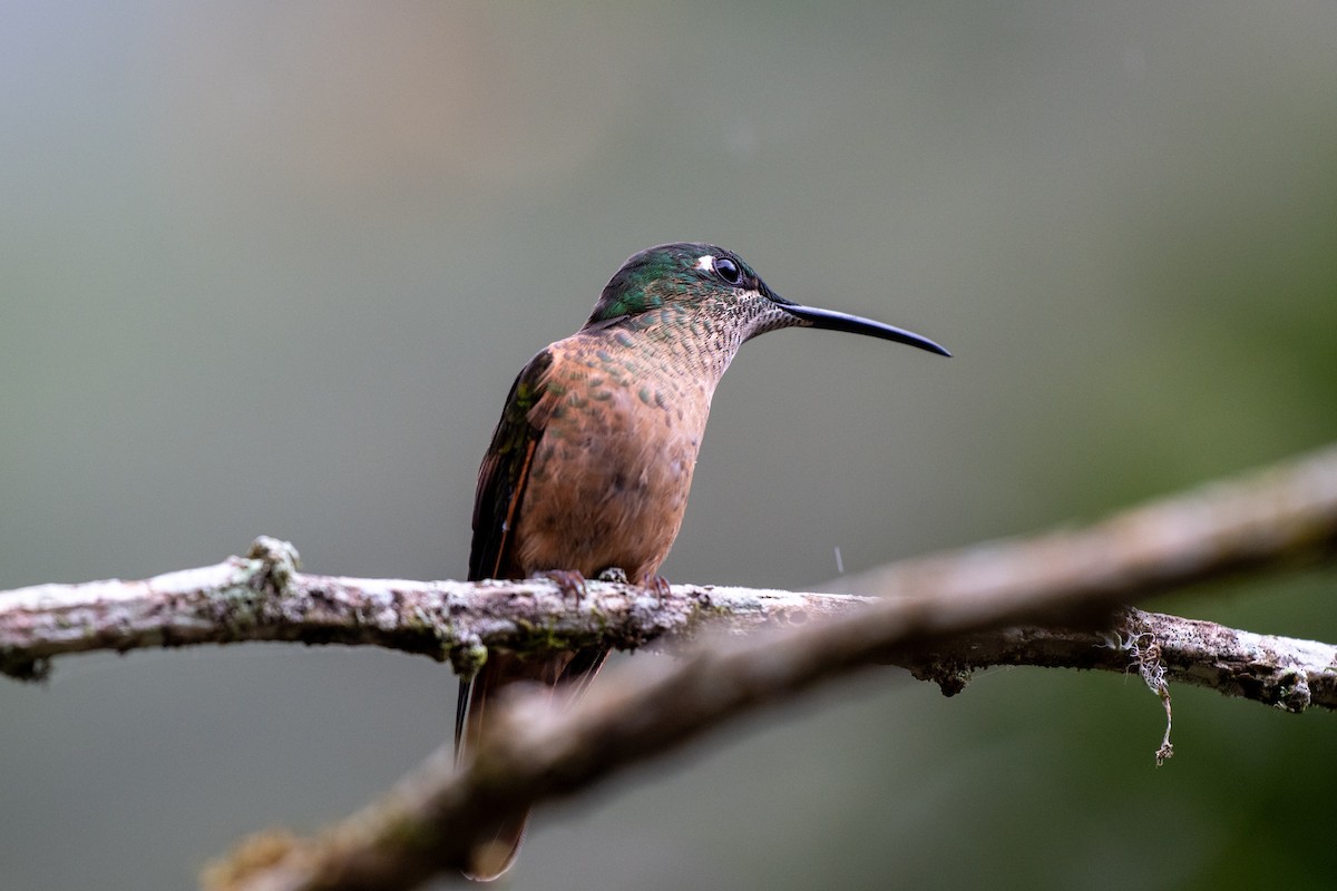 Brillante Pechigamuza - ML644785699