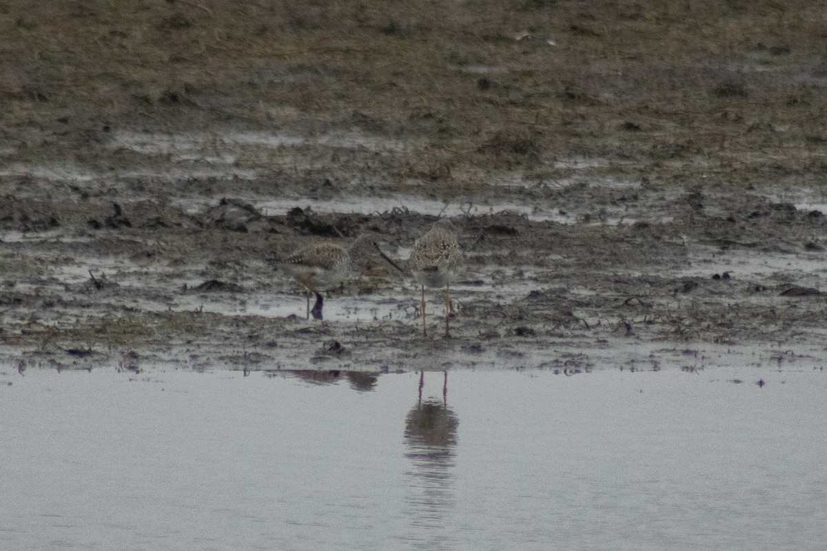 Kuliska hankahori handia - ML644785700