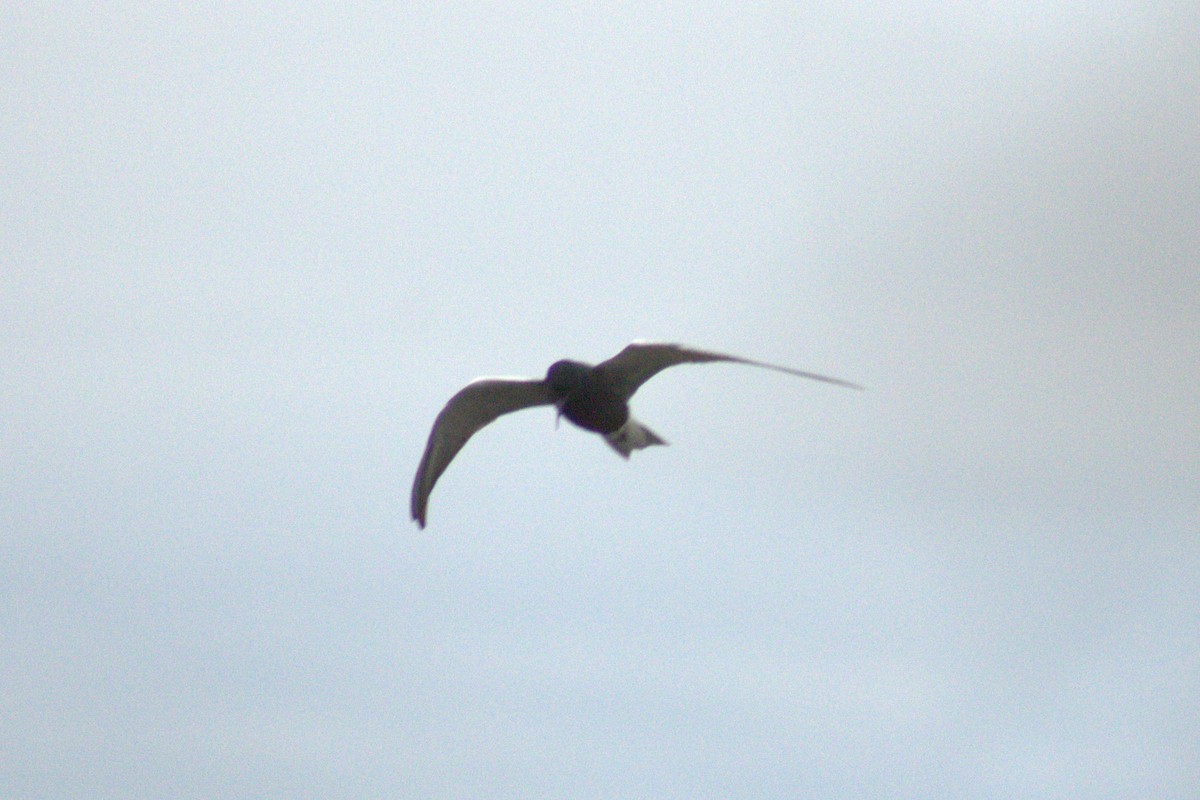 Black Tern - ML644785705