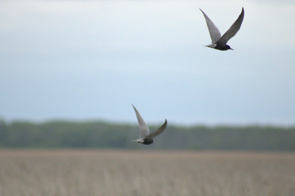 Black Tern - ML644785706