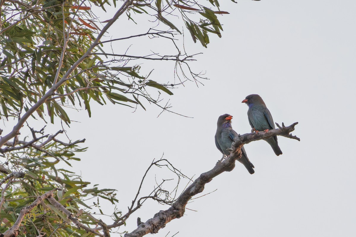 šírozobec východní - ML644785711