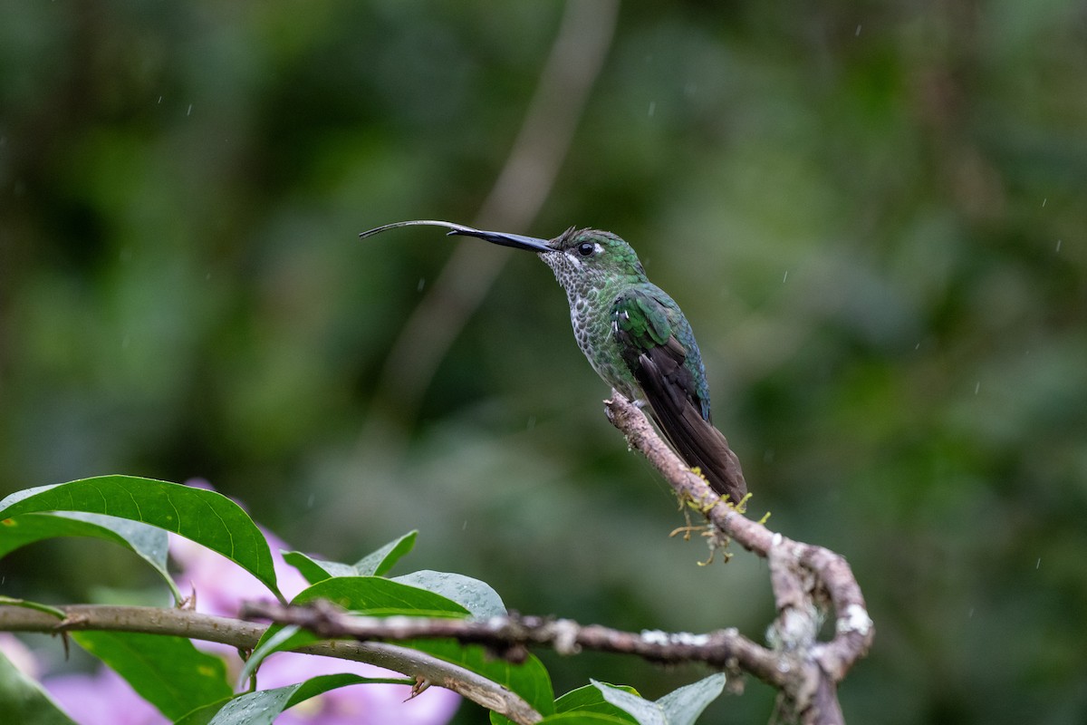 Green-crowned Brilliant - ML644785725