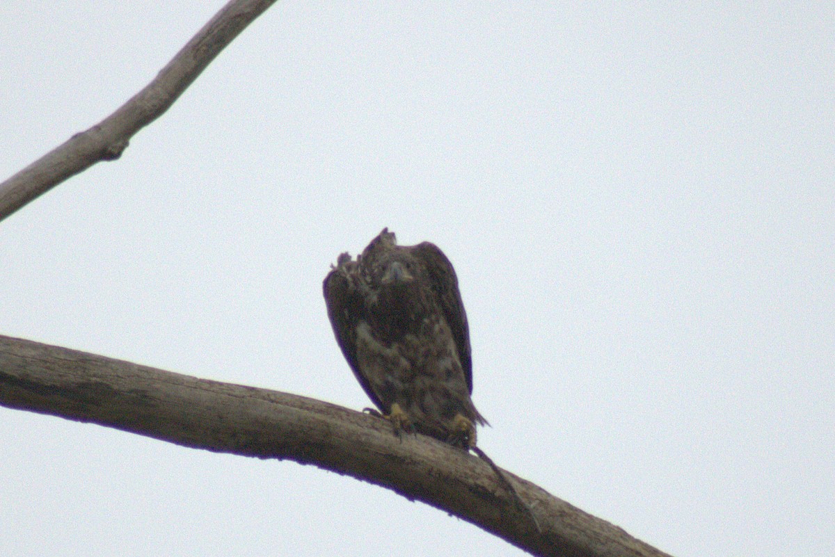 Bald Eagle - ML644785741