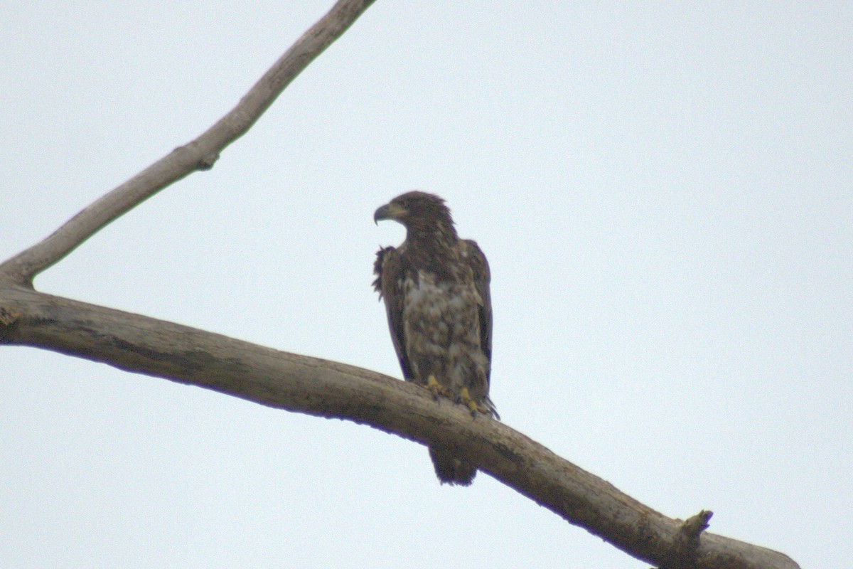 Bald Eagle - ML644785742