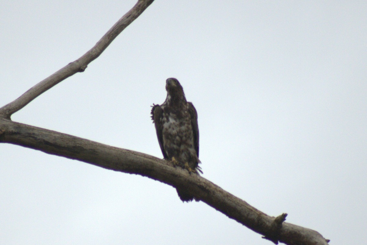 Bald Eagle - ML644785743