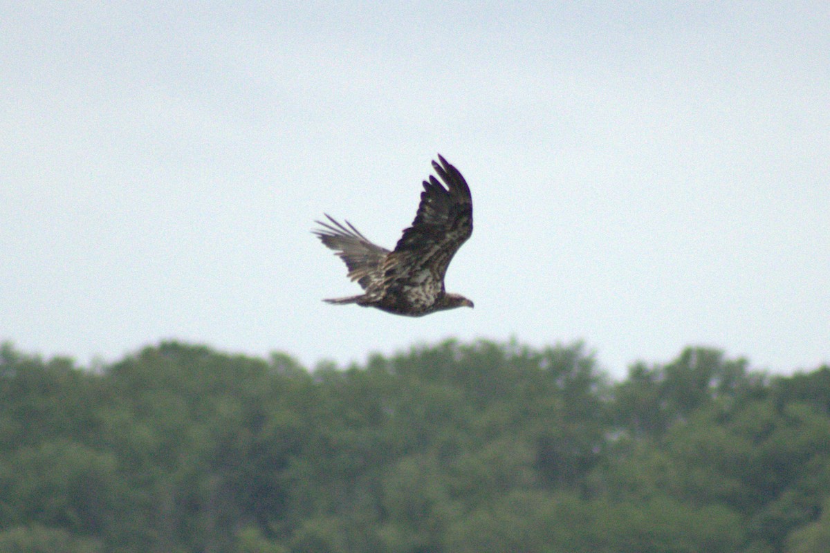 Bald Eagle - ML644785744