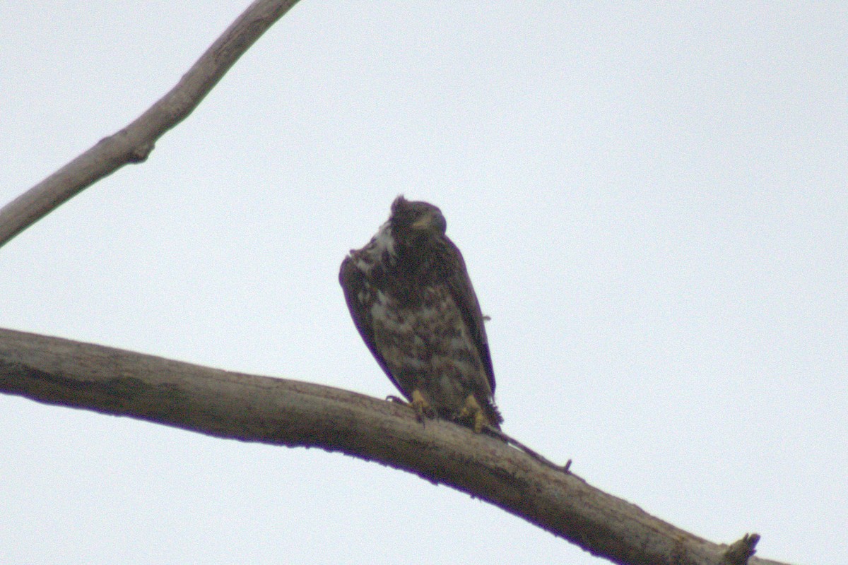 Bald Eagle - ML644785745