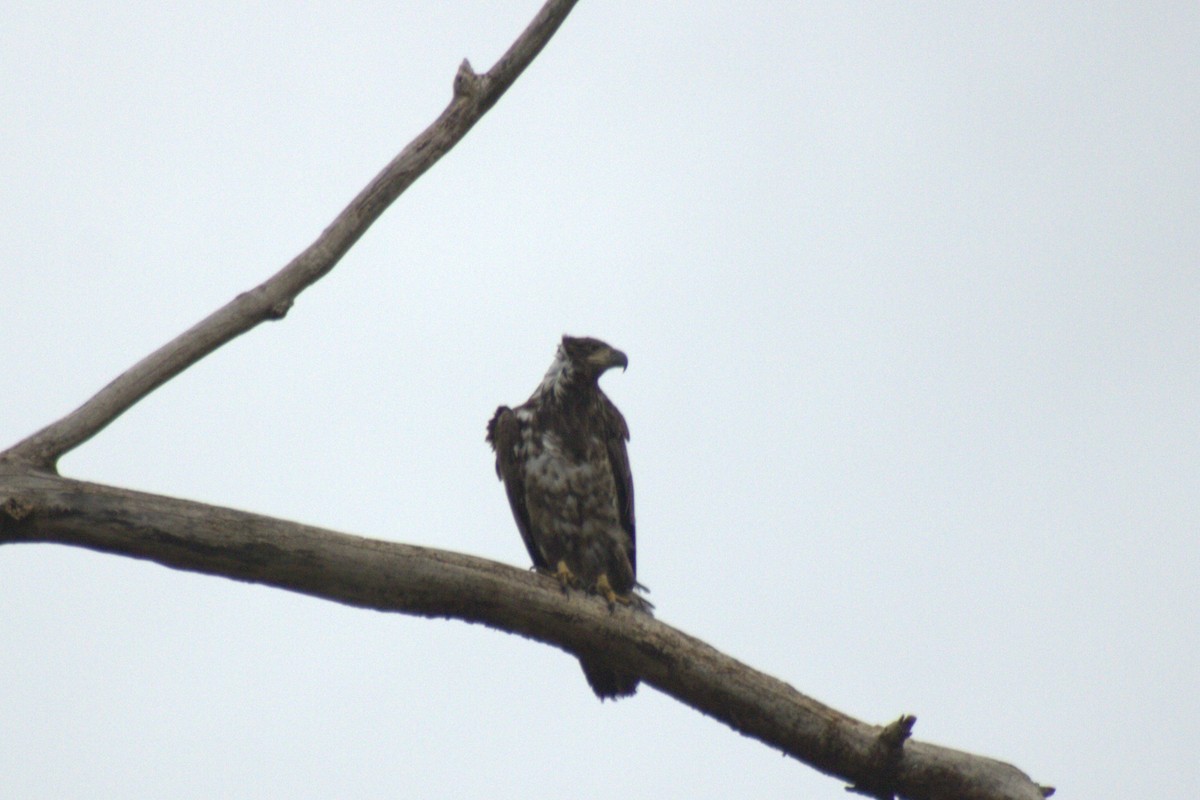 Bald Eagle - ML644785746