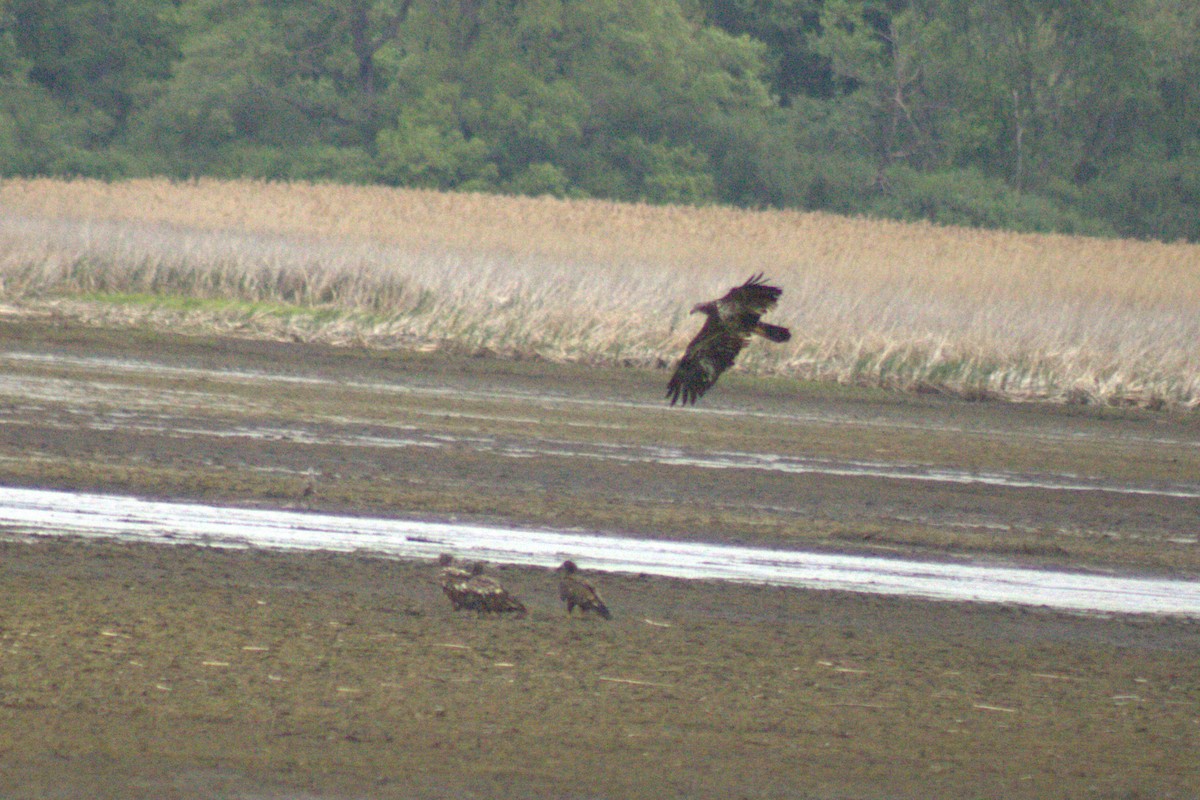 Bald Eagle - ML644785747