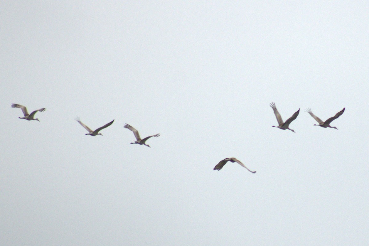 Sandhill Crane - ML644785753