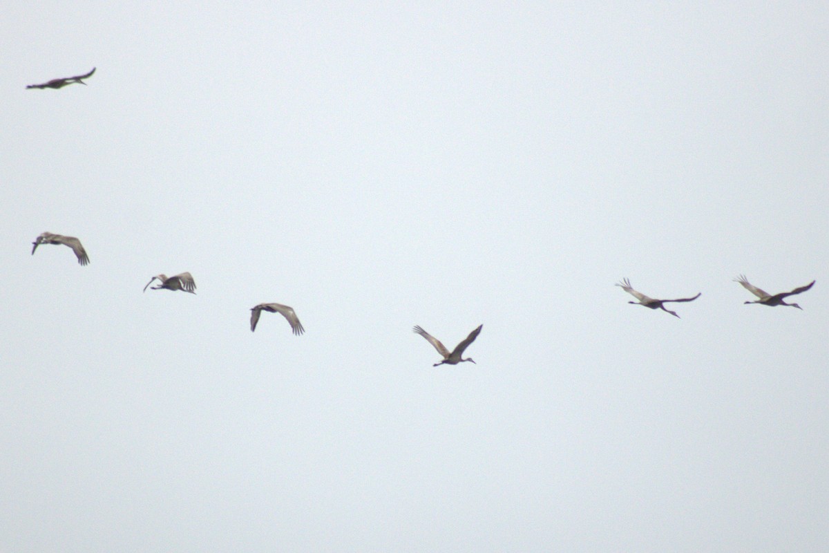 Sandhill Crane - ML644785755