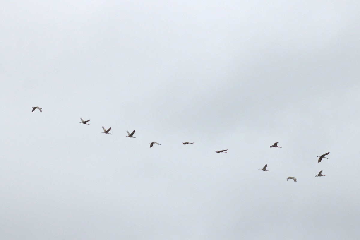 Sandhill Crane - ML644785756