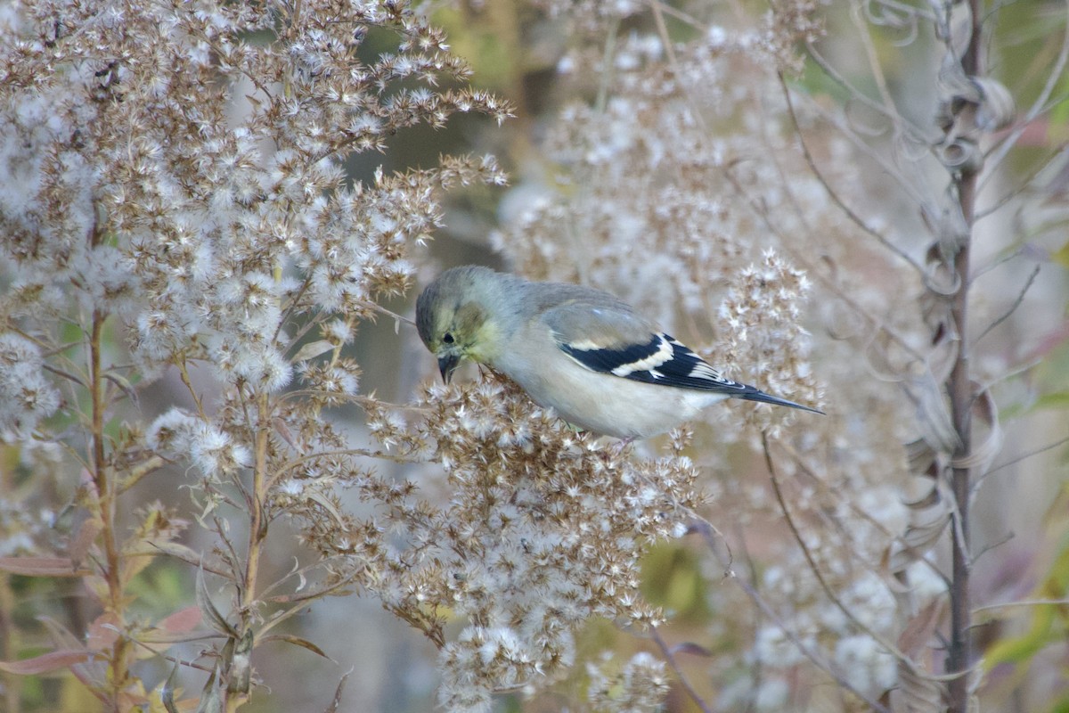 オウゴンヒワ - ML644785758