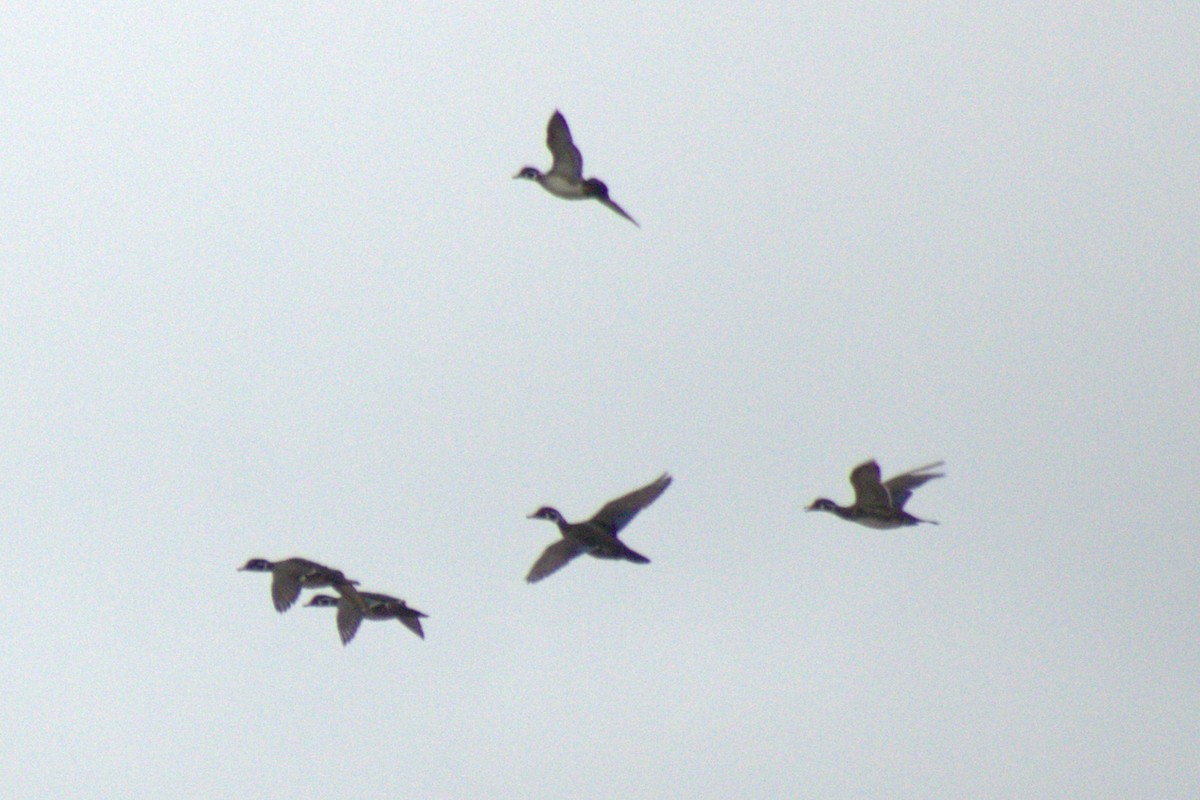 Wood Duck - ML644785762