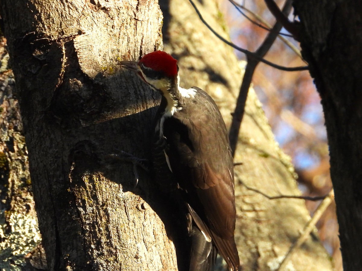 Жовна північна - ML644785764