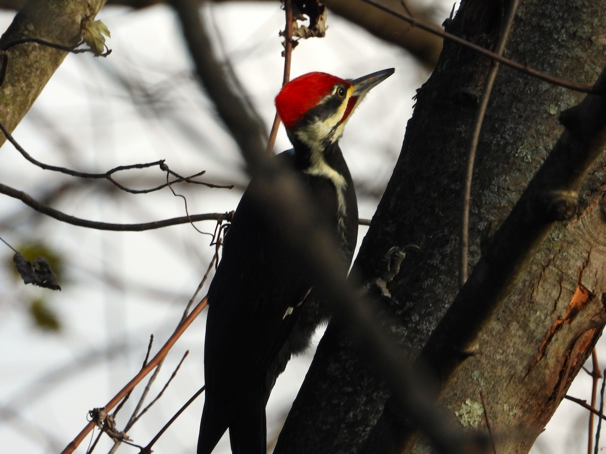 Жовна північна - ML644785765