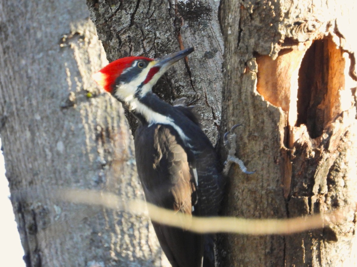 Жовна північна - ML644785766