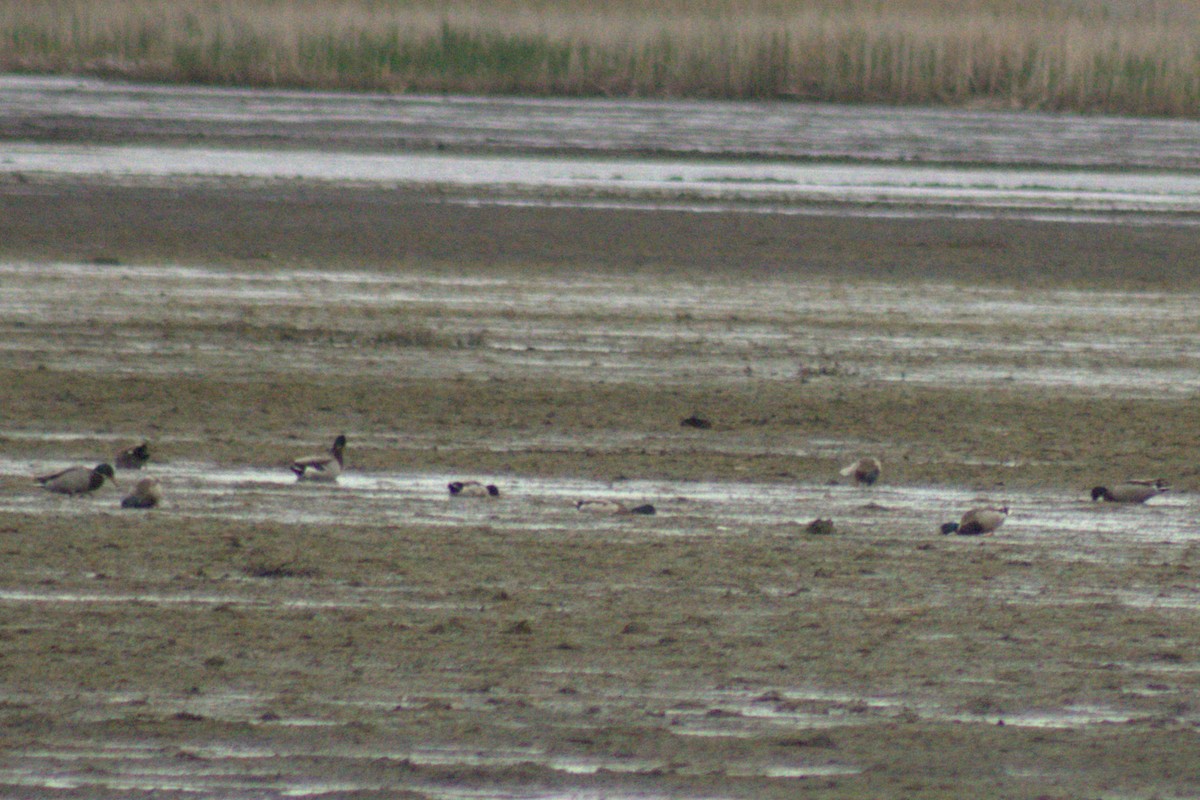 Mallard - ML644785773