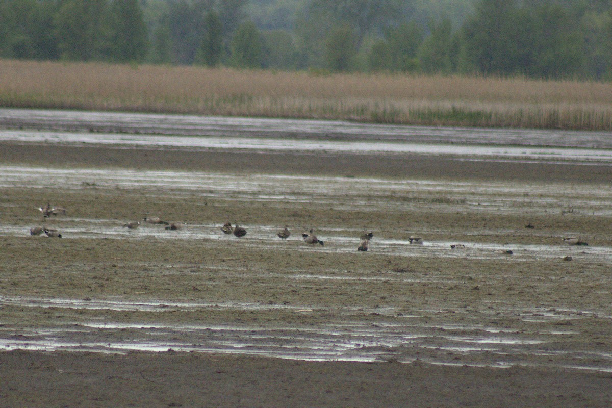 Mallard - ML644785774