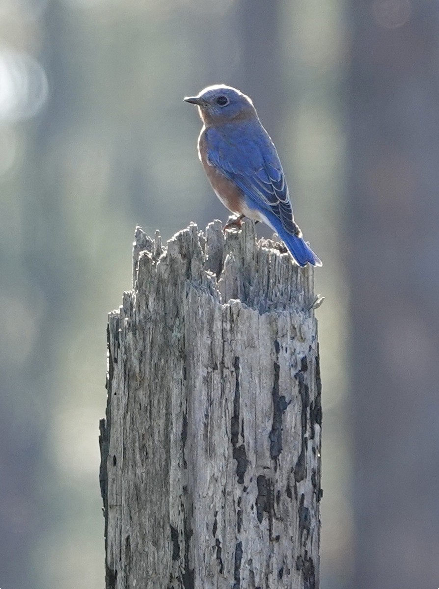 Eastern Bluebird - ML644785779