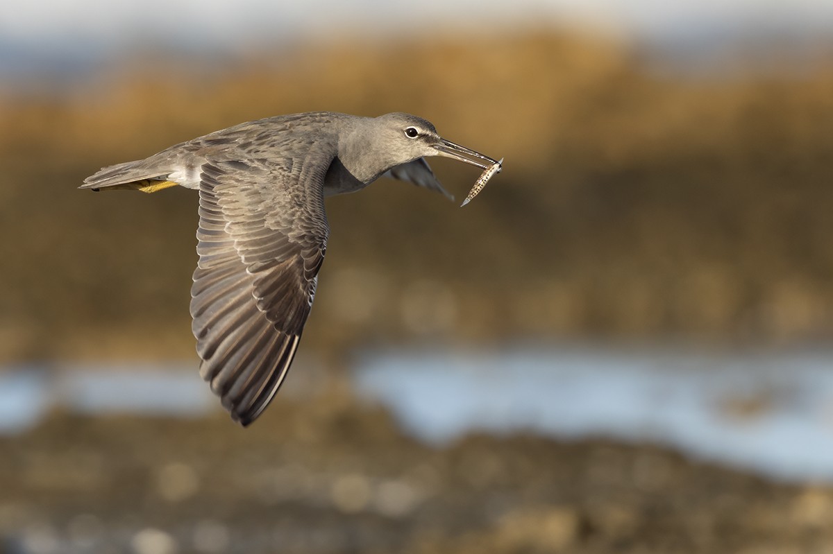 Wandering Tattler - ML644785780