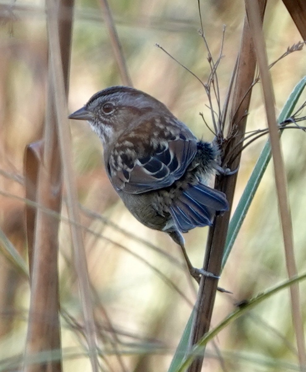 Swamp Sparrow - ML644785781