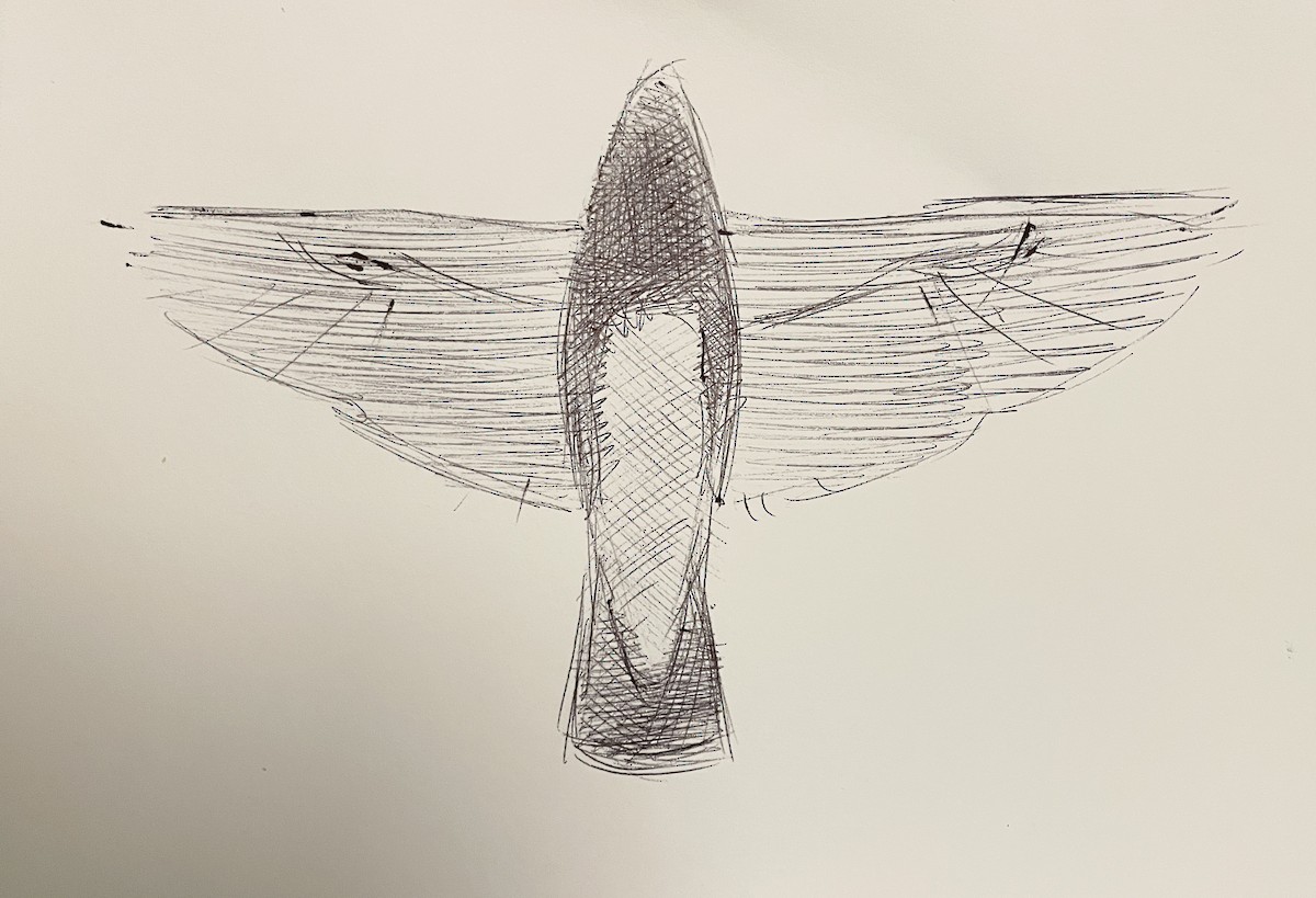 Eastern Bluebird - ML644785782