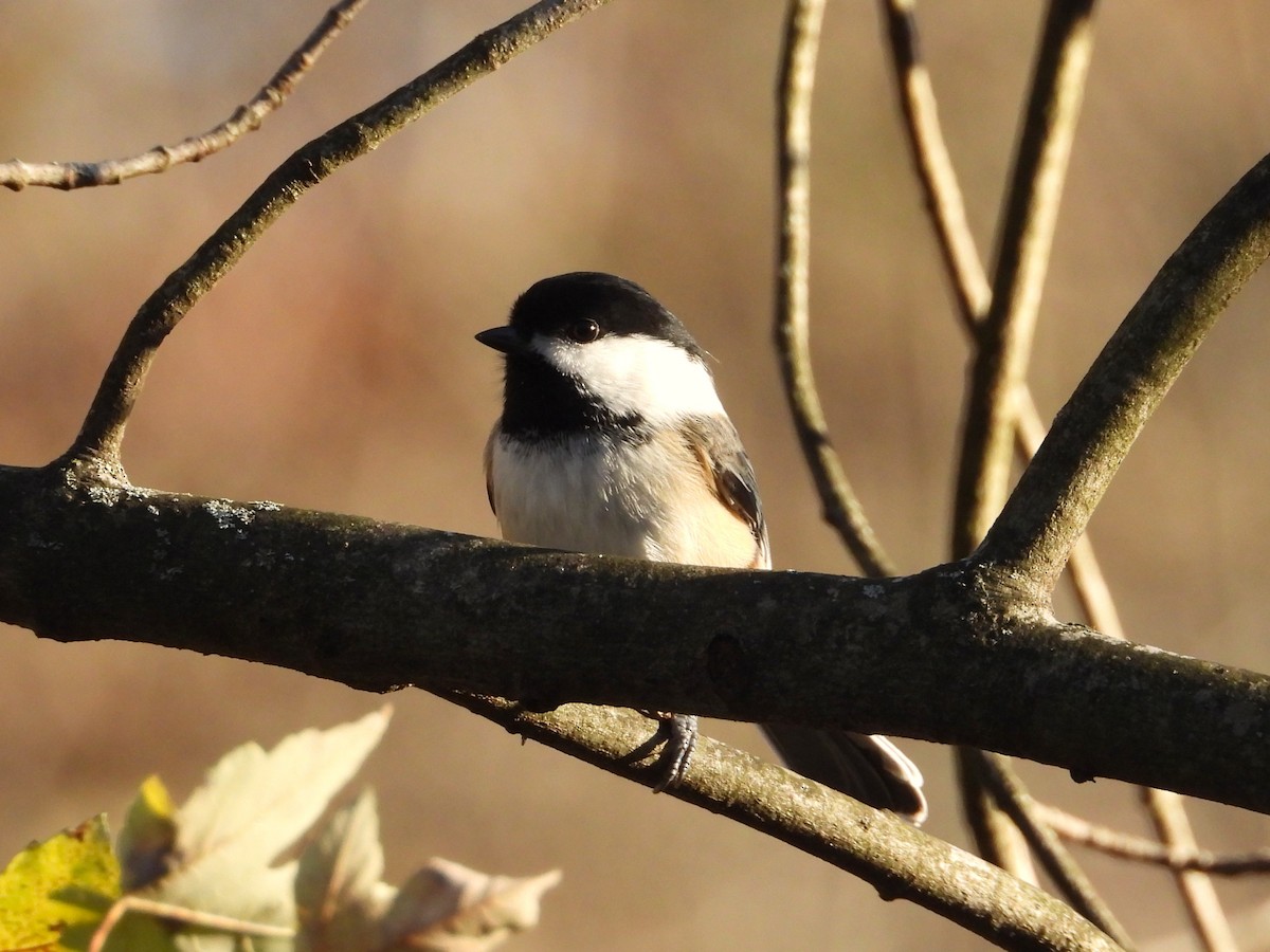 Гаїчка світлокрила - ML644785784