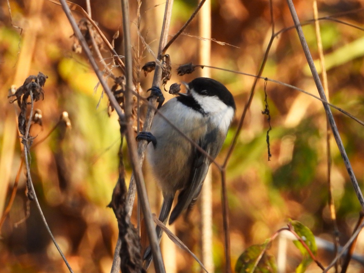 Гаїчка світлокрила - ML644785785