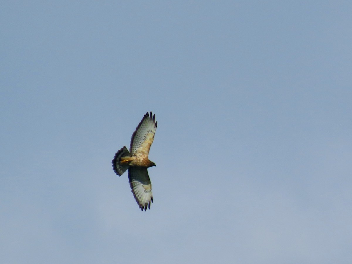 Ширококрылый канюк - ML644785786