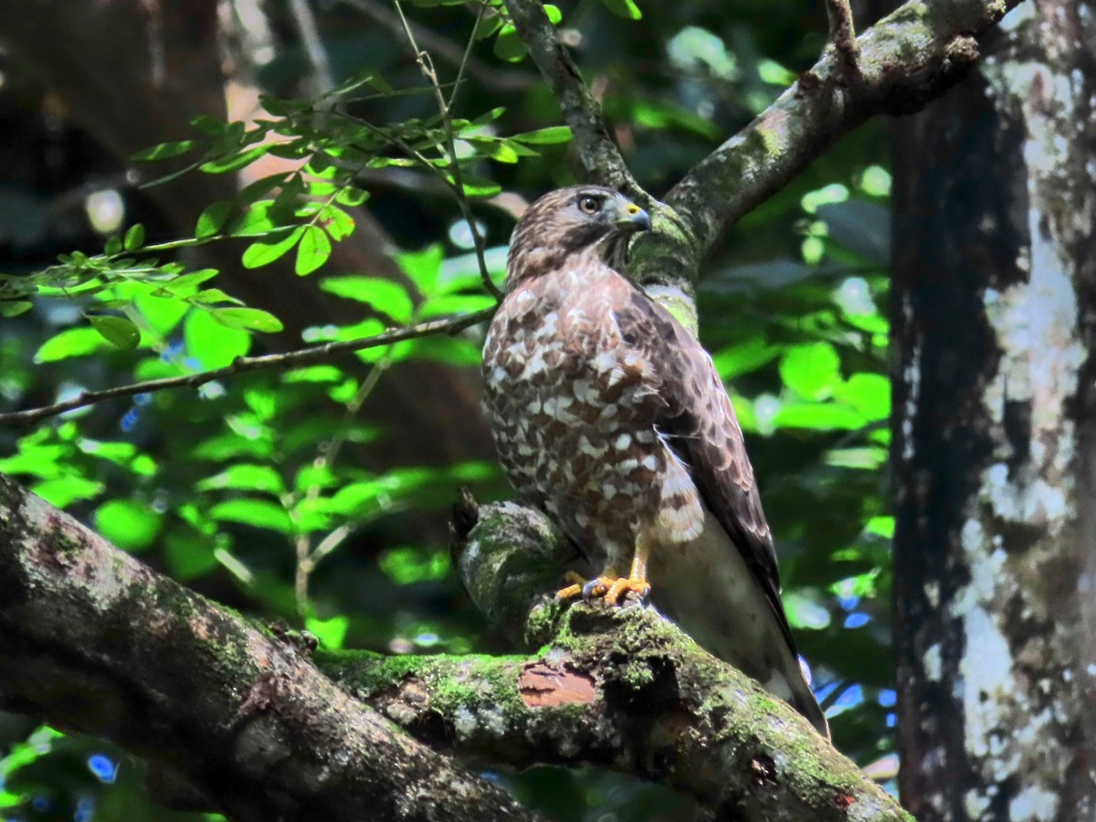 Ширококрылый канюк - ML644785787