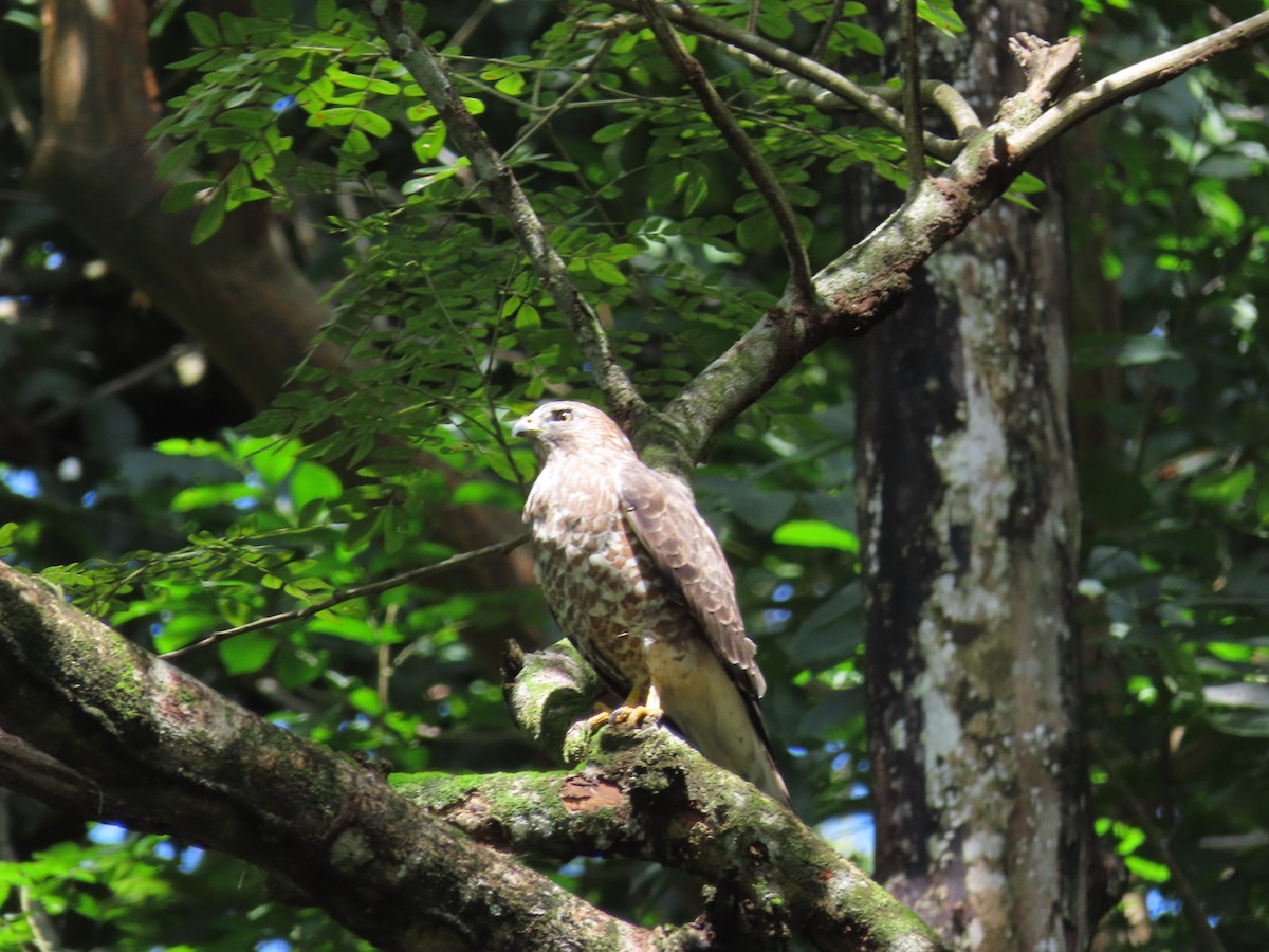 Ширококрылый канюк - ML644785788