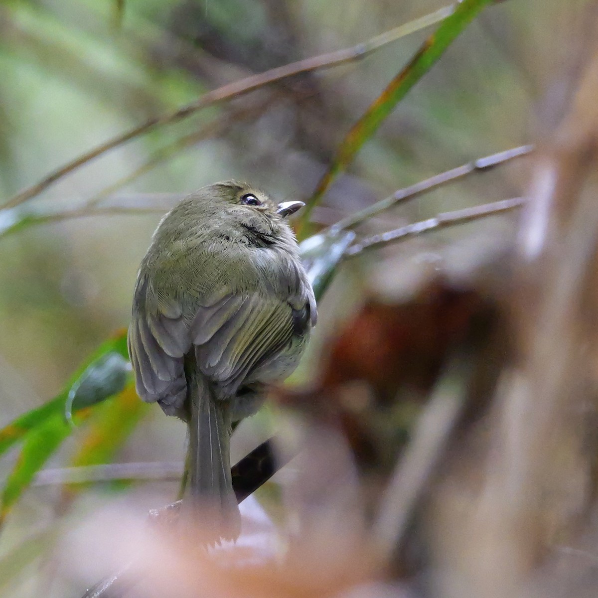 Todirostre à poitrine ombrée - ML644785792